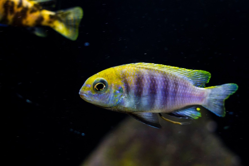 Tropheops sp. 'macrophthalmus chitimba blue' Chitimba Bay Deep